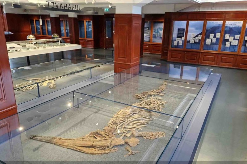 Natural-History-Museum-Oslo_Geology-Jurassic-Marine-Life-Svalbard