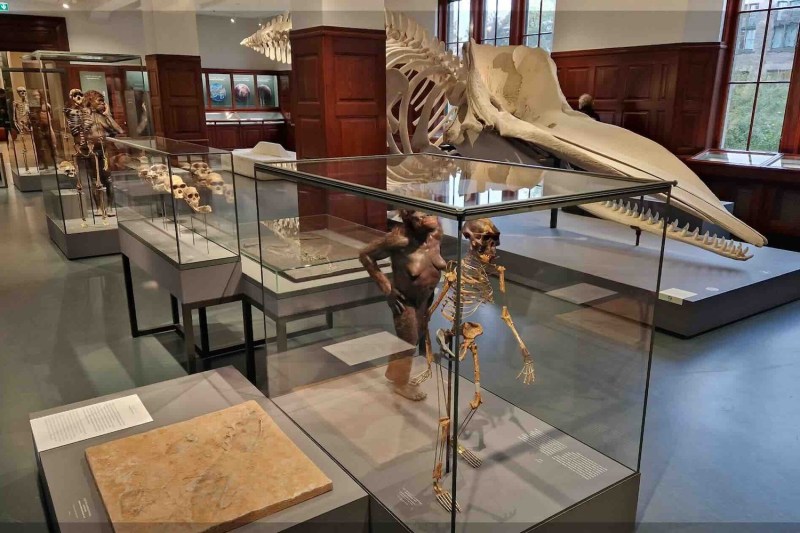 Natural-History-Museum-Oslo_Geology-Mammals