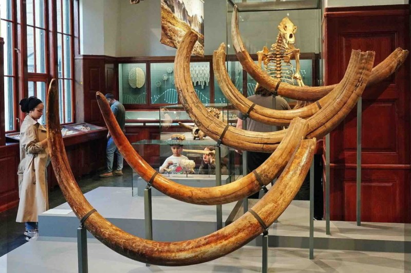 Natural-History-Museum-Oslo_Geology-Mammoth-Tusks