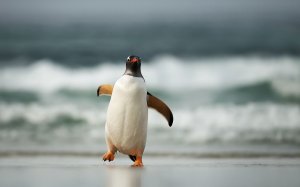 Penguin_289633294